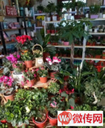 成功转出定州崇文街花店