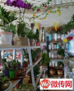 成功转出定州崇文街花店