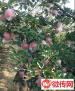 成功出租滨湖新区健步路南采摘园