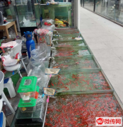 成功转出廊坊市丽都鑫潮花卉市场小渔翁水族