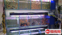 成功转出廊坊市丽都鑫潮花卉市场小渔翁水族