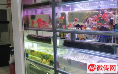 成功转出廊坊市丽都鑫潮花卉市场小渔翁水族