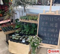 成功转出宣化区皇城大厦一层吉龙超市门口花店