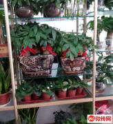 成功转出固安县中鼎凤凰城北门花店