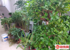 成功转出固安县中鼎凤凰城北门花店