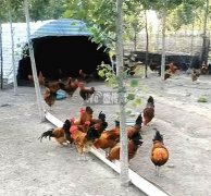 常年批发零售散养大红公鸡