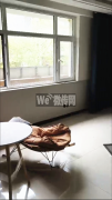 成功出租政通街信誉楼对过商铺
